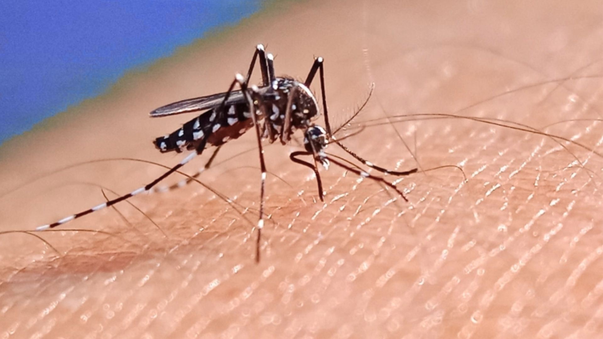 ডেঙ্গুর তাণ্ডব অব্যাহত ২৪ ঘণ্টায় নতুন ৬৫৯ রোগী